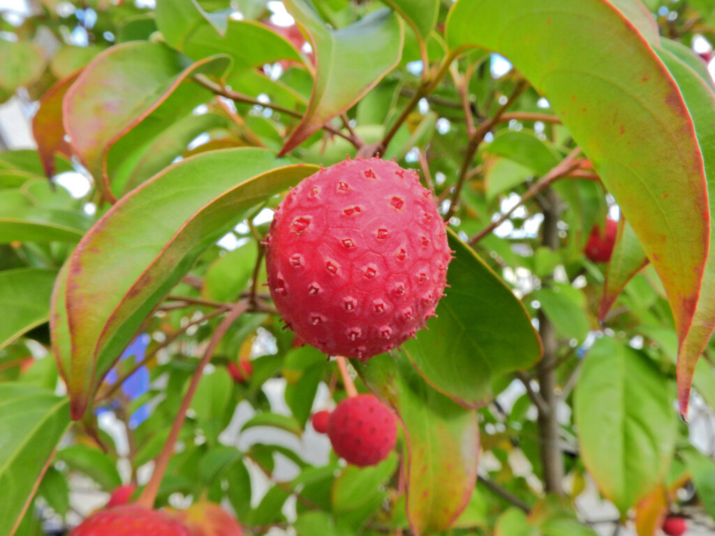 まだ残っていたヤマボウシの実　４