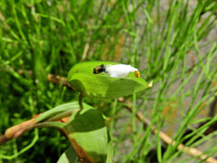シロバナツユクサ（白花露草）蕾　１