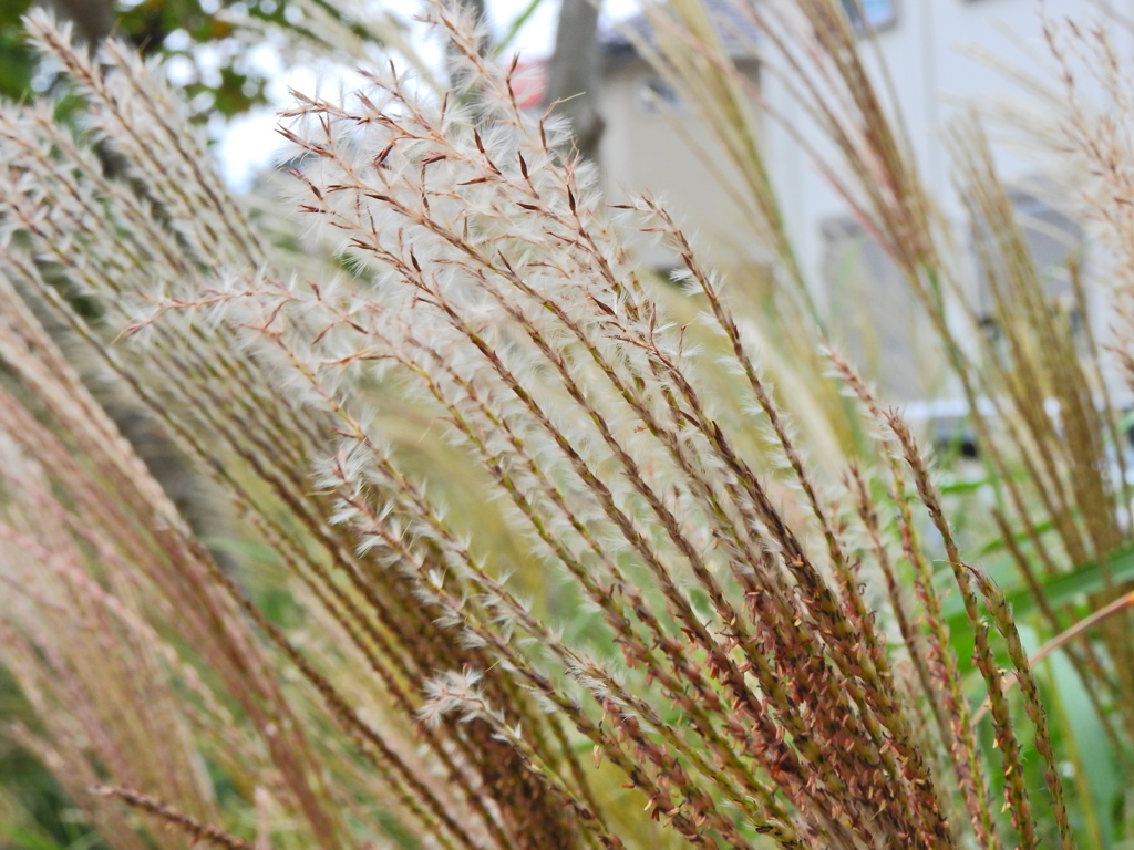 ｽｷｯ(*´ω｀)ﾉﾞ⌒☆　ススキ　薄　５