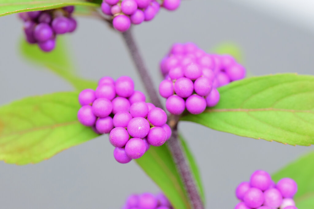 小紫（こむらさき）の実　4/8