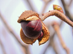 紅花栃の木の弾けた実　１