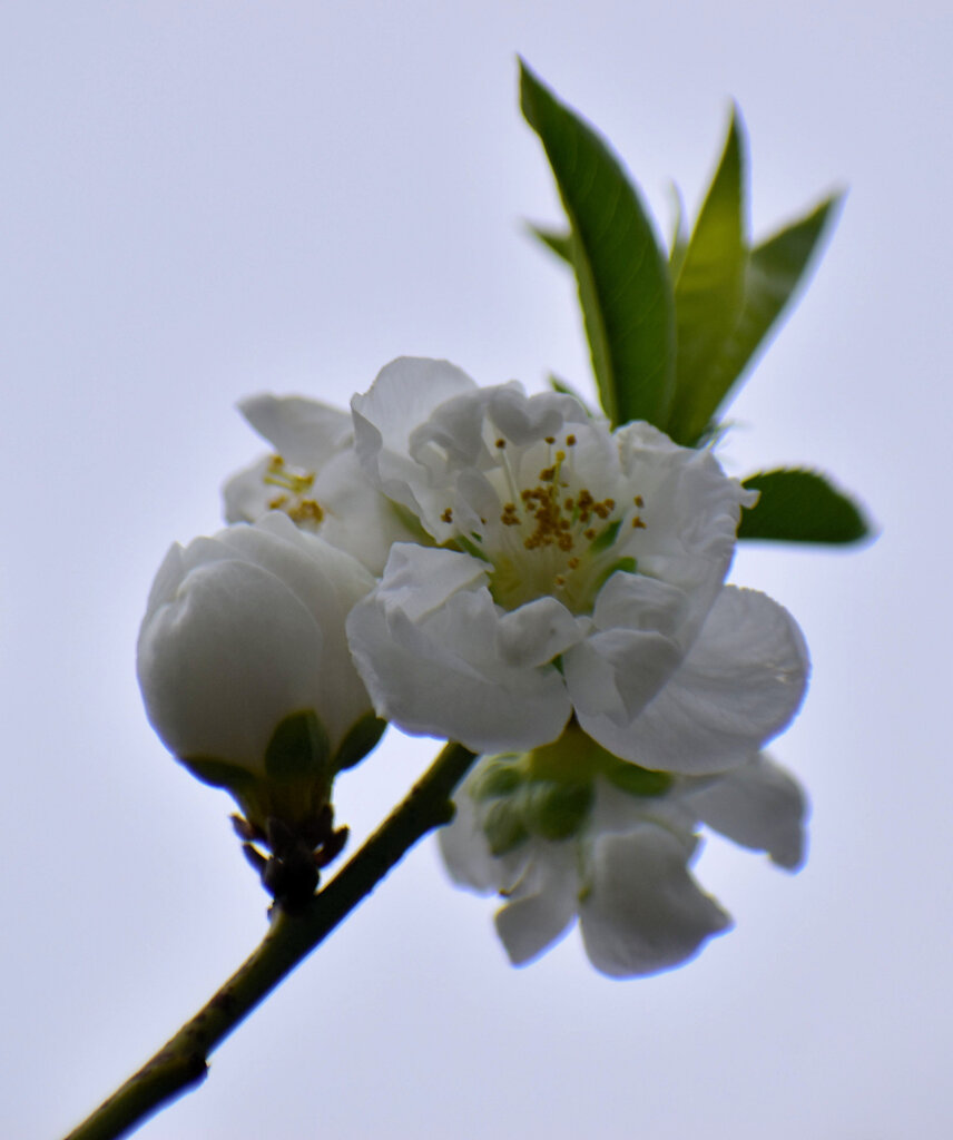 花桃　６