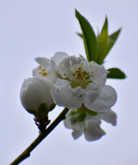 花桃　６