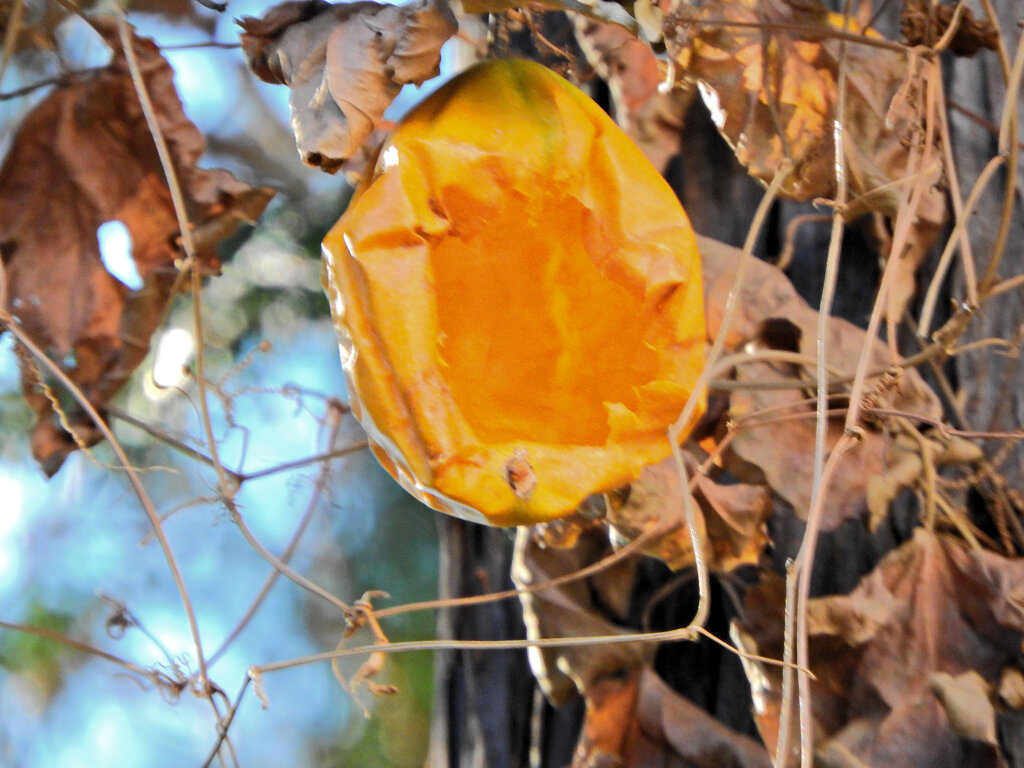 キカラスウリ（黄烏瓜）実　２