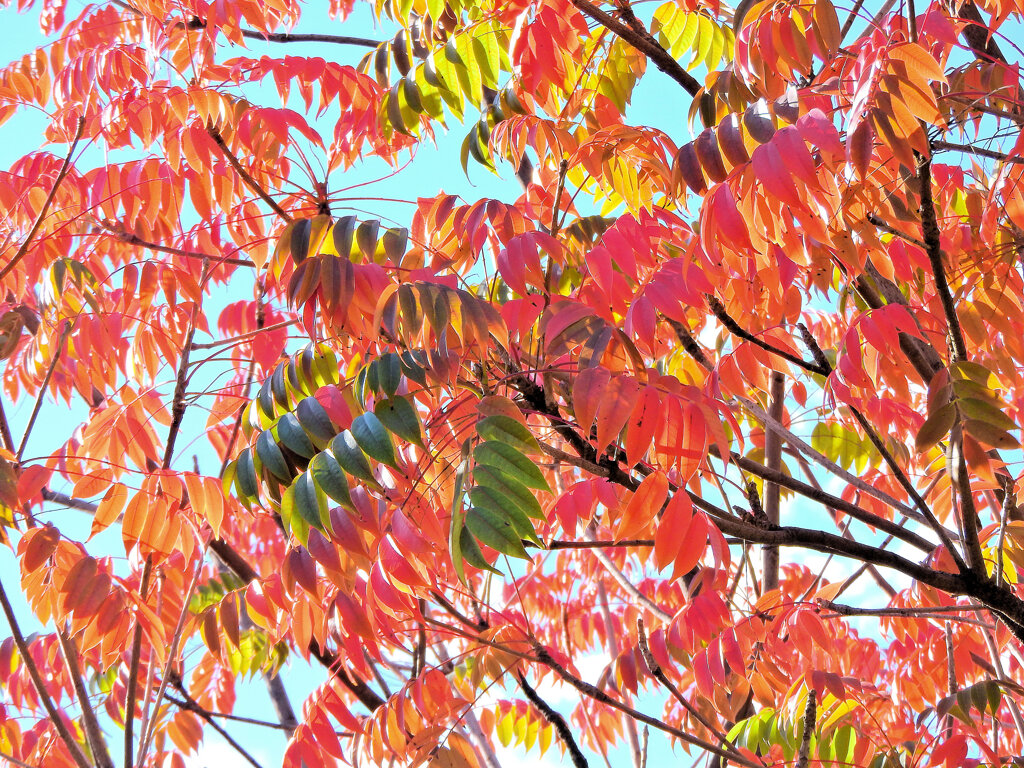 「山黄櫨（やまはぜ）」（紅葉）２