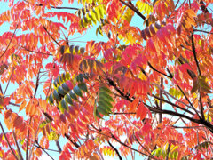 「山黄櫨（やまはぜ）」（紅葉）２