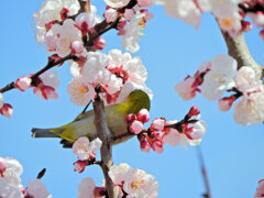 杏　ジロー　３