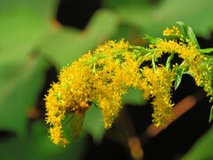 背高泡立草　３