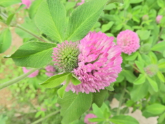 赤詰草 （あかつめくさ）３