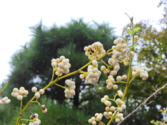 「白実の小紫」の実 2 「白実の小紫」の実 2