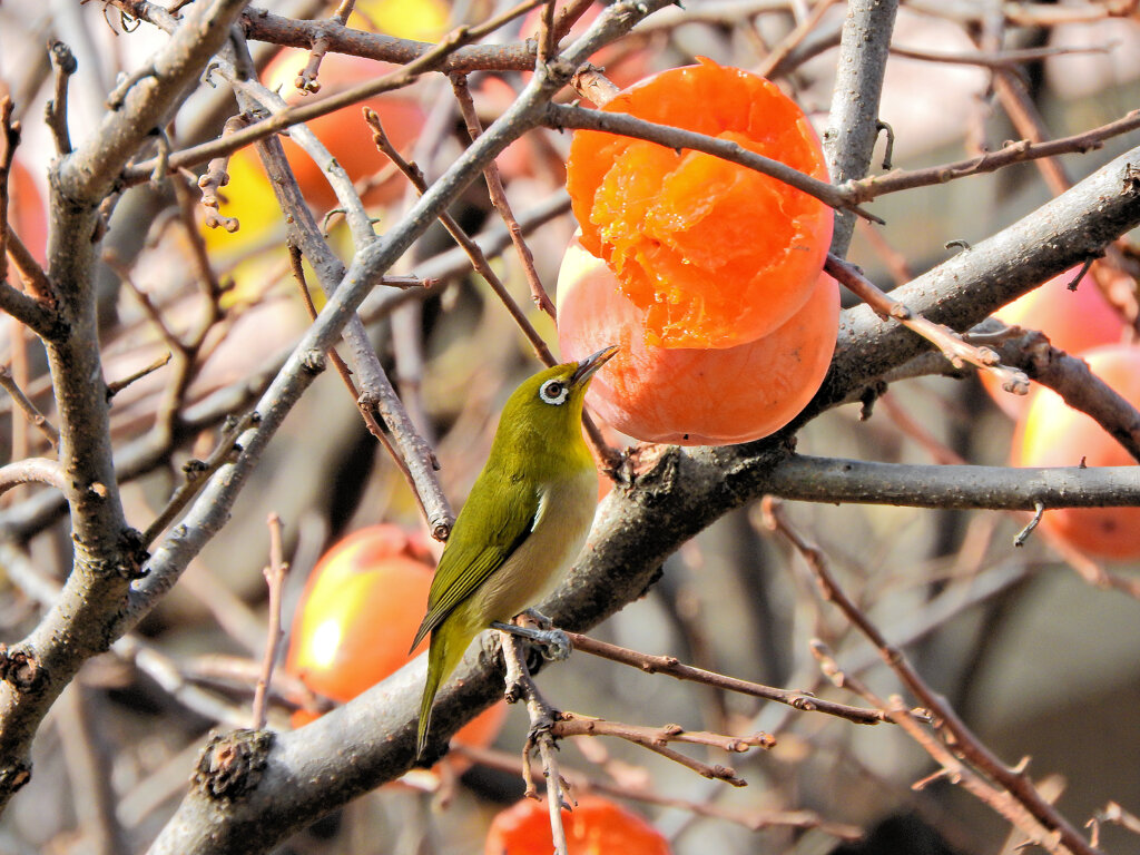 柿喰う　メジロさん　３