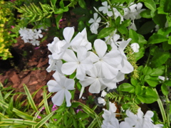瑠璃茉莉 （るりまつり）（プランバーゴ）白花　３