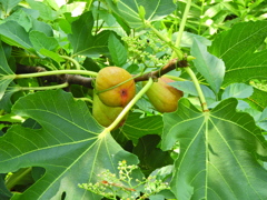 無花果　１