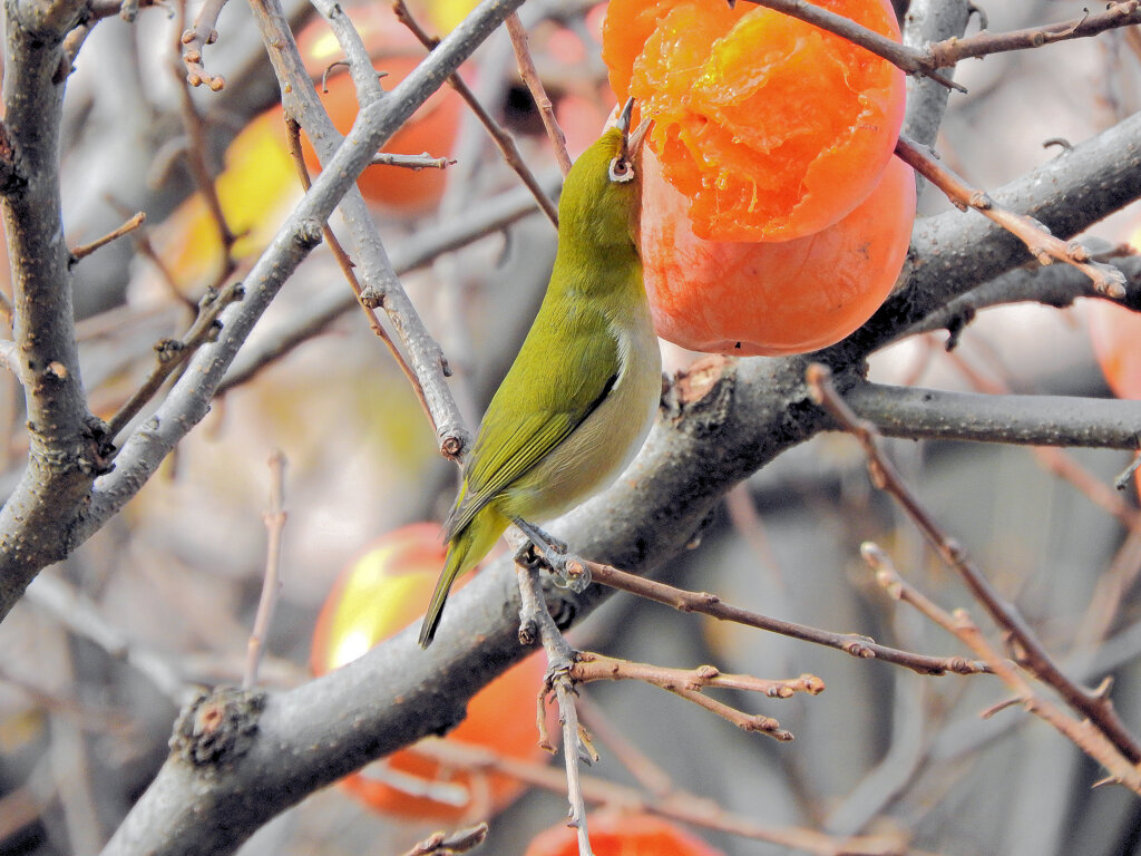 柿喰う　メジロさん　９