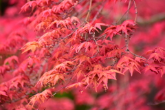 春紅葉　９