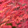 春紅葉　９