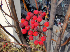 「七竈（ななかまど）」の実　３