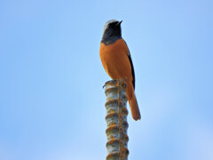 ジョウビタキ♂　３