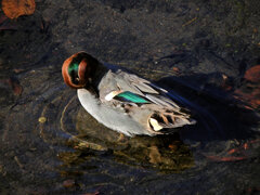 コガモ　さん　３