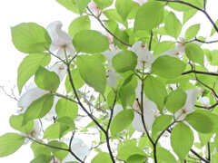 見上げると花水木　１