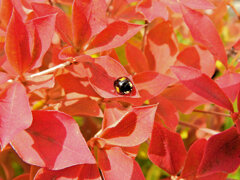 灯台躑躅 （どうだんつつじ）の紅葉　４