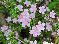 白丁花 （はくちょうげ）５