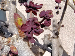 ミツバアケビの花　６