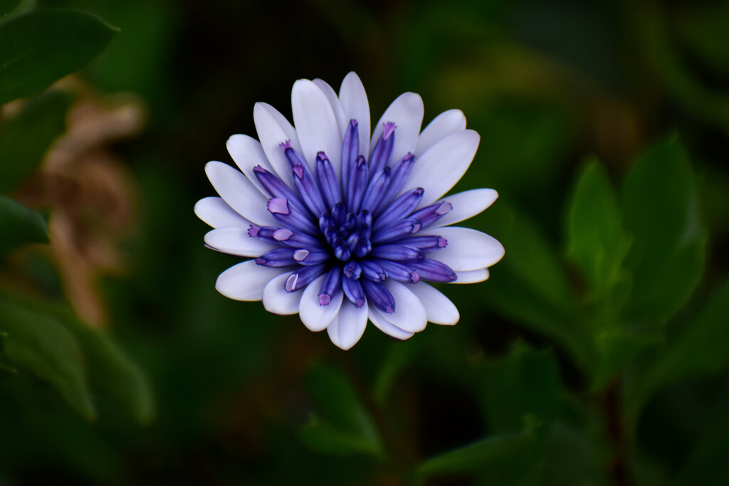 オステオスペルマム（八重）２