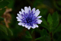 オステオスペルマム（八重）２