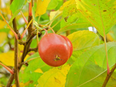 姫林檎 5