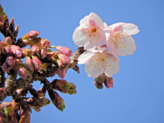 桜咲く・・寒桜 （かんざくら）２
