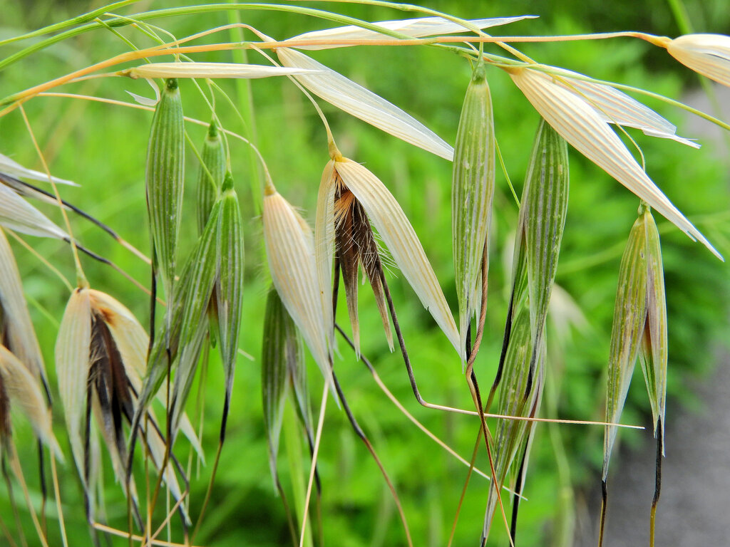 烏麦 （からすむぎ）茶挽草（ちゃひきぐさ）３