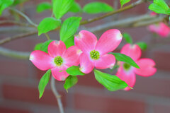 花水木　８