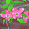 花水木　８