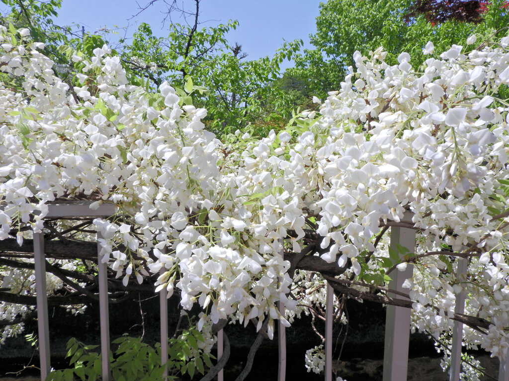 藤の花　白花　２