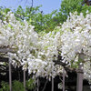 藤の花　白花　２