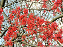 飯桐 （いいぎり）　南天桐（なんてんぎり）１