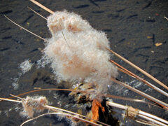 「がまの穂」（蒲の穂）２