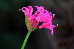 ネリネ   （ダイヤモンドリリー）３