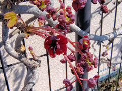 ミツバアケビの花　５