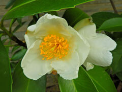 台湾椿（タイワンツバキ）５