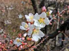 ゆすらうめ（山桜桃梅）　花　４