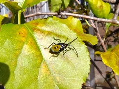 キバラヘリカメムシ「幼虫」３