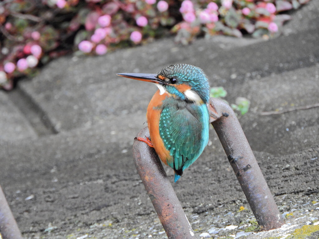 昨日のカワセミ　さん　４