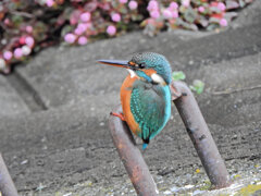 昨日のカワセミ　さん　４