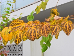 桂 （かつら）の紅葉　１