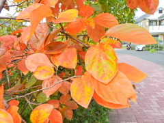 柿の葉の紅葉　２