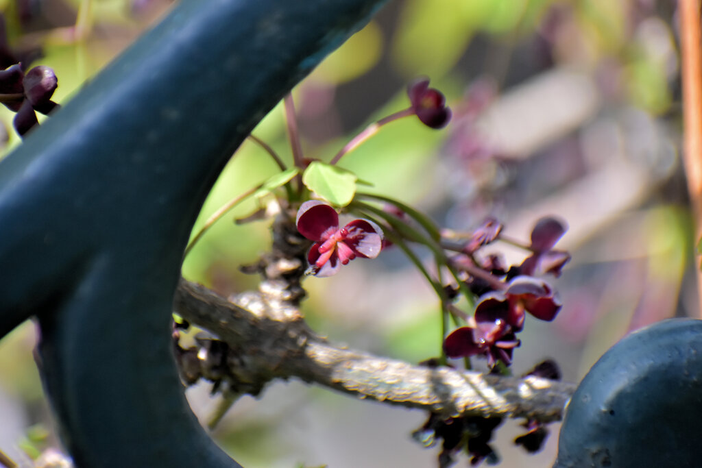 三つ葉木通（ミツバアケビ）の雌花、雄花　４