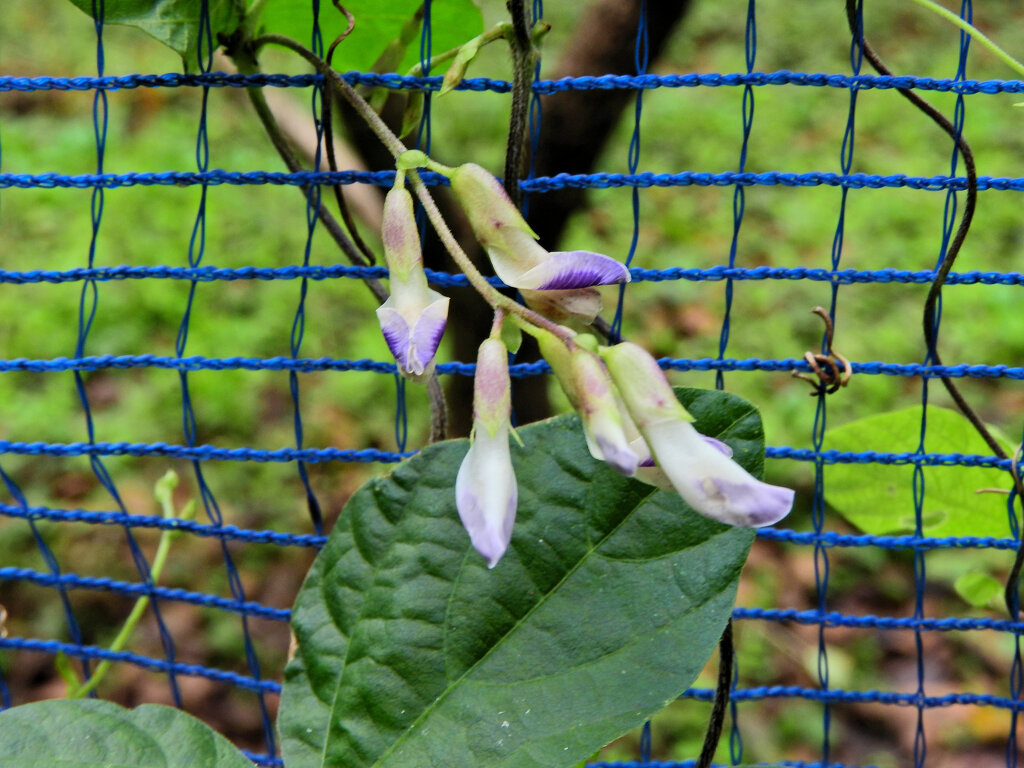 ヤブマメ（薮豆）
