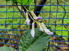 ヤブマメ（薮豆）